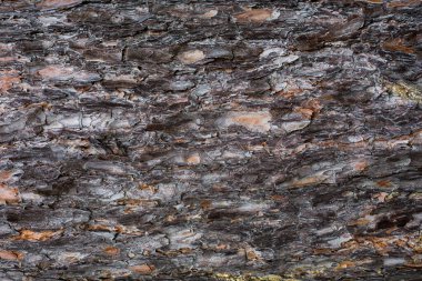 Tasarımcılar için huş kabuğu dokusu