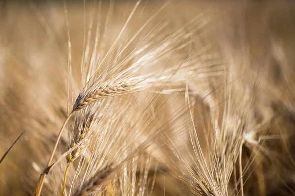 黄金の麦畑と晴れた日 — ストック写真