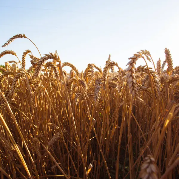 Campo de trigo. Orelhas de trigo dourado fechadas. Conceito de colheita rica — Fotografia de Stock