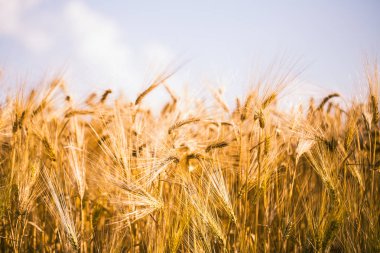 Altın arpa alan ve güneşli bir gün