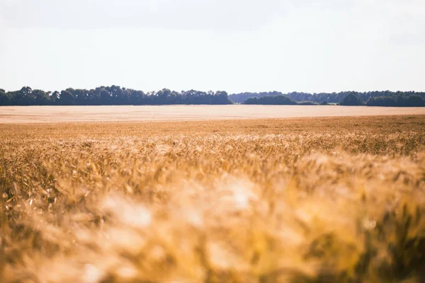 Golden barley field and sunny day — Stock Photo, Image