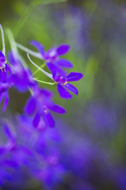 Geçen yaz aylarında mor Alp fireweed tatlı