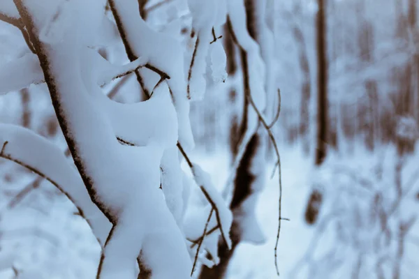 Floresta de inverno com árvores cobertas de neve. Natureza — Fotografia de Stock