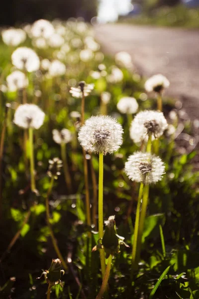 Tarassaco, Fiore di tarassaco, Semi di tarassaco — Foto Stock