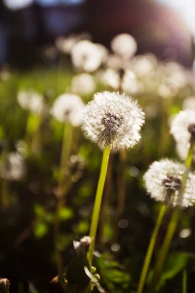 タンポポ、タンポポの花、タンポポの種子 — ストック写真