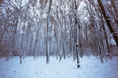 Kar kış orman ağaçları ile kaplı. Doğa