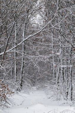 Kar kış orman ağaçları ile kaplı. Doğa