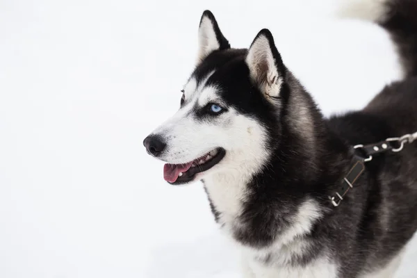 Mooie Siberische Husky hond in winter forest — Stockfoto
