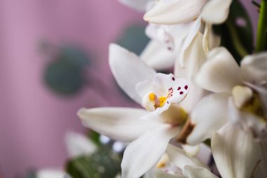 Mavi zemin üzerine beyaz orkide çiçek