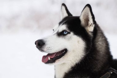 Kış ormandaki güzel Sibirya Husky köpek