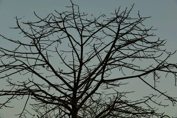 Árvore Escura Silhueta Sem Folhas Contra Céu Cinzento Árvore Elegante — Fotografia de Stock