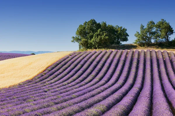 Campo de lavanda na Provença — Fotografia de Stock