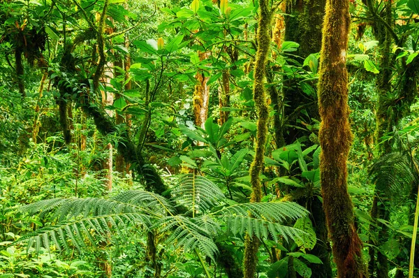 Yeşil tropikal yağmur ormanları — Stok fotoğraf