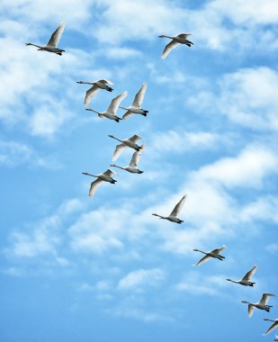 Whooper Swans in flight clipart