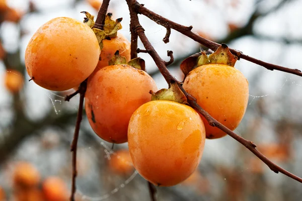 Beautiful persimmon tree — Stock Photo, Image