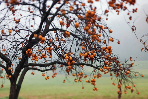 Beautiful persimmon tree — Stock Photo, Image
