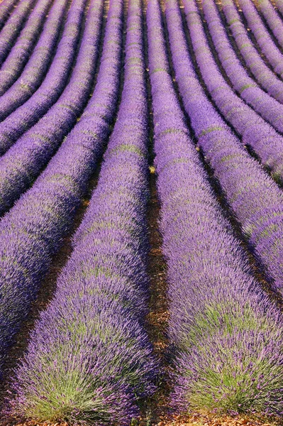 Campo de lavanda en Provenza — Foto de Stock