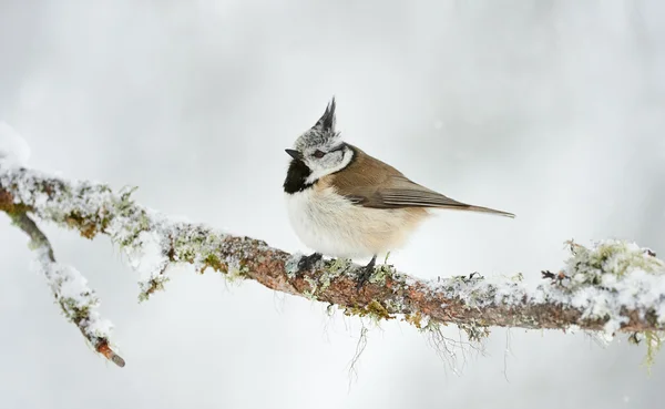 Crested tit in winter while it snows — Stock fotografie