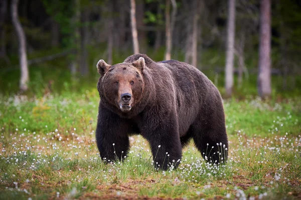 Oso marrón macho — Foto de Stock