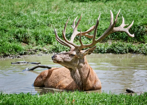 Büyük erkek geyik banyo alır — Stok fotoğraf