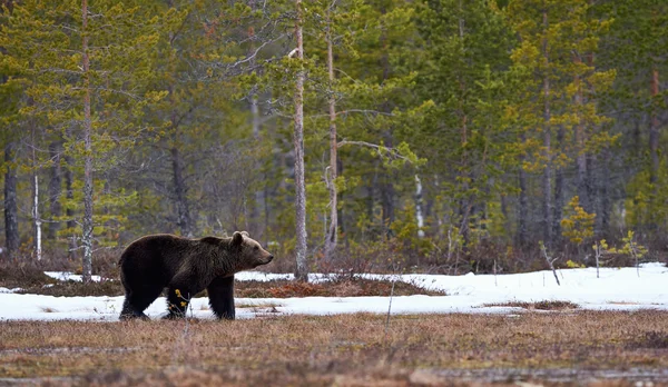 Urso castanho na taiga — Fotografia de Stock