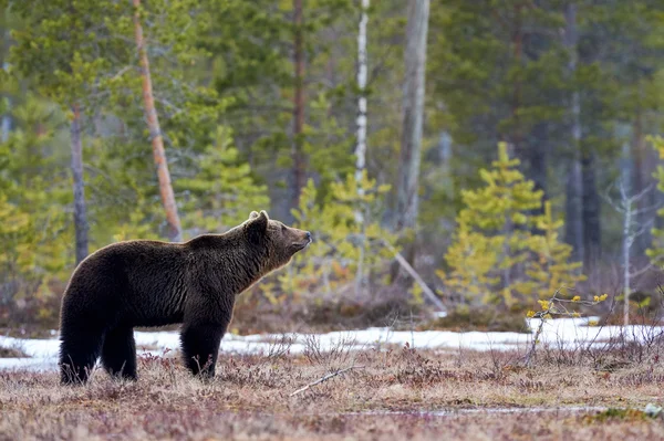 Brunbjörn i den Lappländska Taigan — Stockfoto