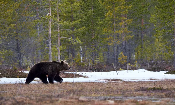 Бурый медведь в тайге — стоковое фото