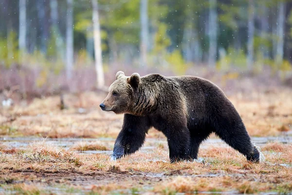 Niedźwiedź brunatny w tajdze — Zdjęcie stockowe