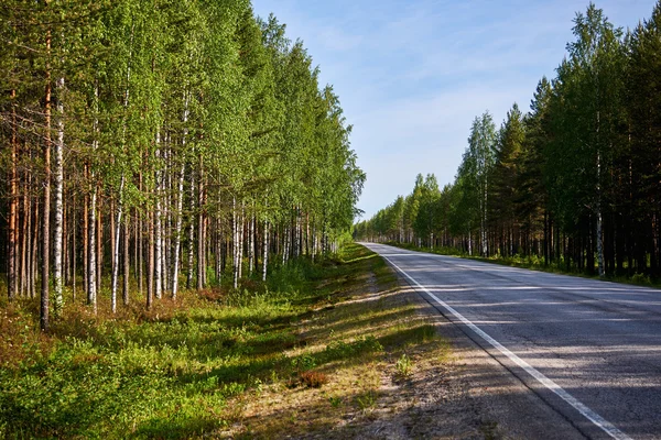 Väg i skogen — Stockfoto