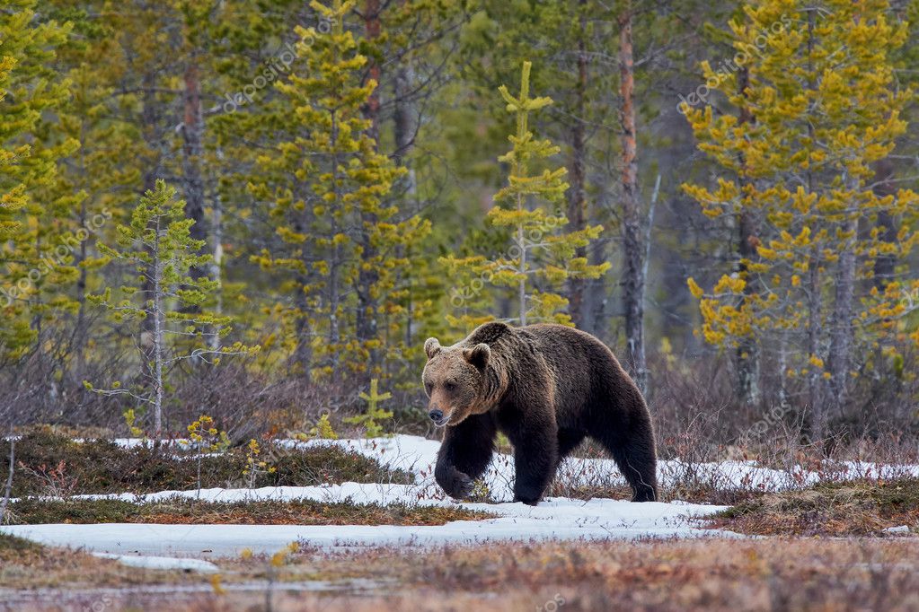 https://st3.depositphotos.com/3588977/12669/i/950/depositphotos_126690558-stock-photo-brown-bear-in-the-taiga.jpg