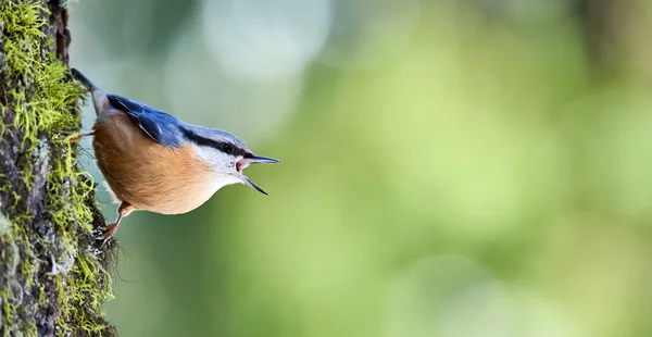 Nötväcka uppflugen på en stam — Stockfoto