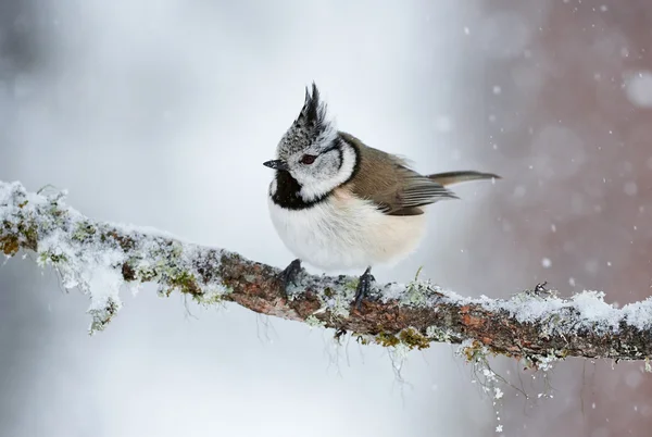 Crested tit in winter while it snows — Stock Photo, Image