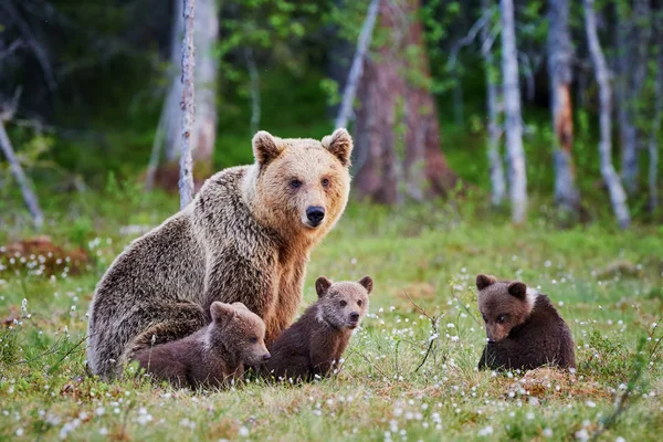 Samica niedźwiedzia brunatnego i jej młode — Zdjęcie stockowe