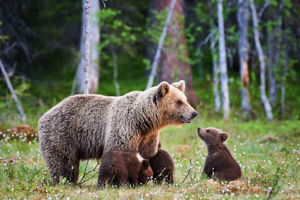 Oso pardo hembra y sus cachorros — Foto de Stock