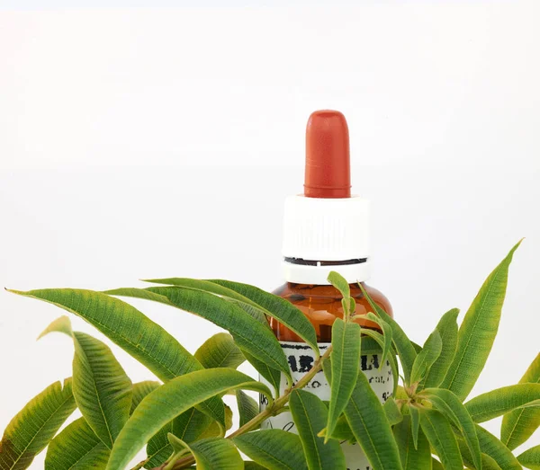 Botella de extractos de plantas — Foto de Stock