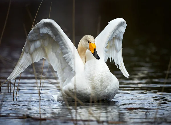 Cygne arpenteur blanc — Photo