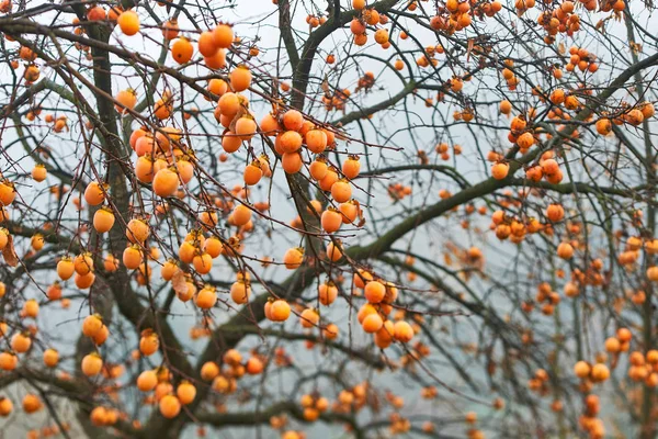 Beautiful persimmon tree — Stock Photo, Image