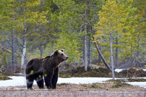 Ours brun dans la taïga — Photo