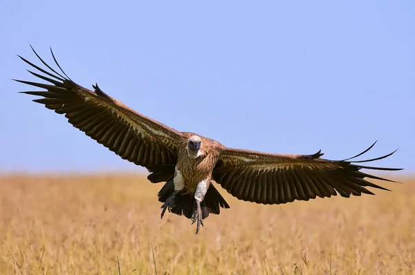 Vulture in landing — Stock Photo, Image