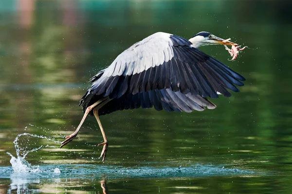 Grey heron takes off — Stock Photo, Image