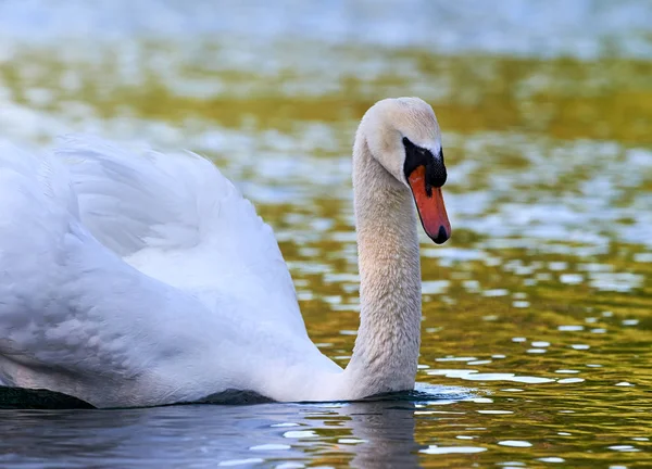 Cisne em água doce — Fotografia de Stock