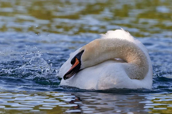 Cisne en agua dulce —  Fotos de Stock