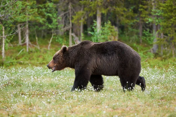 Urso macho — Fotografia de Stock