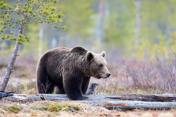 Wild brown bear walking in the taiga in late winter