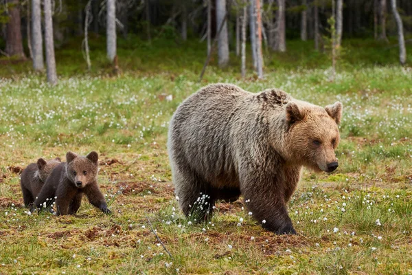 Mãe urso marrom e seus filhotes — Fotografia de Stock