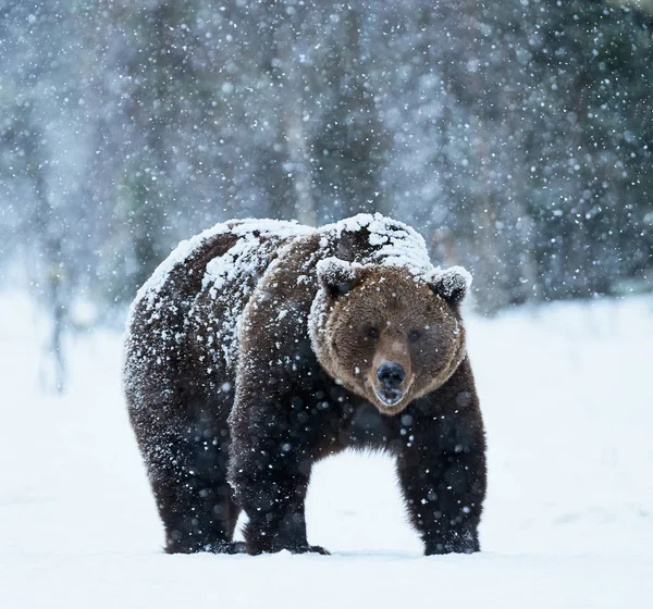 Urso marrom andando na neve — Fotografia de Stock