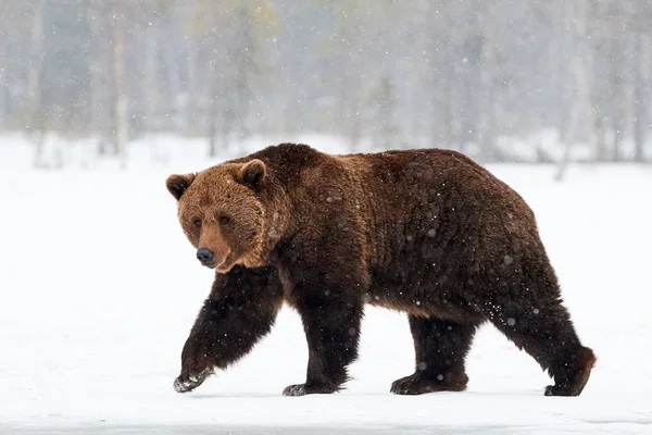 Urso marrom andando na neve — Fotografia de Stock