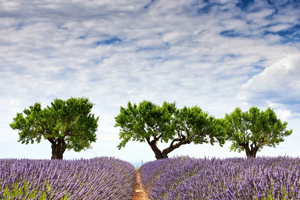 Tres árboles y un campo de lavanda —  Fotos de Stock