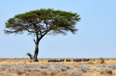 bir akasya altında istirahat Springboks sürüsü