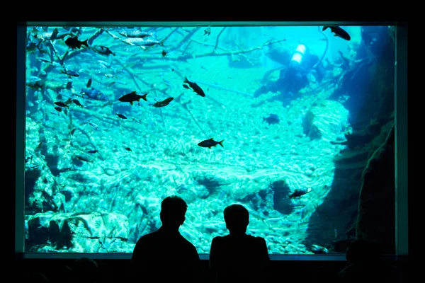Two people look at a big aquarium